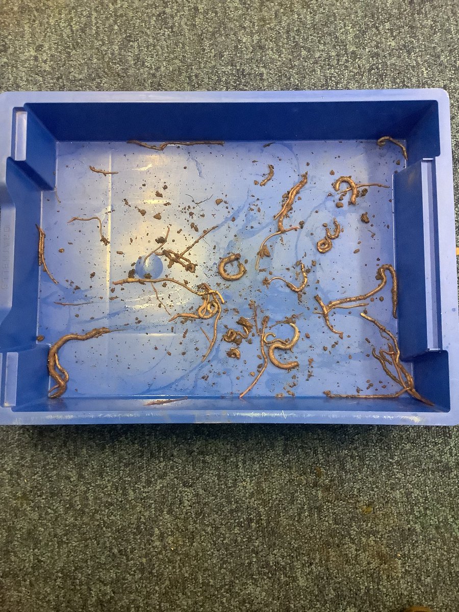 HillFarmPrimary's tweet photo. Year 3 Nature Club went worm charming. We had to trick the worms into thinking it was raining! Have a look at what we found. (If you’re not too squeamish! 🪱) https://t.co/JEbC6TB2lH