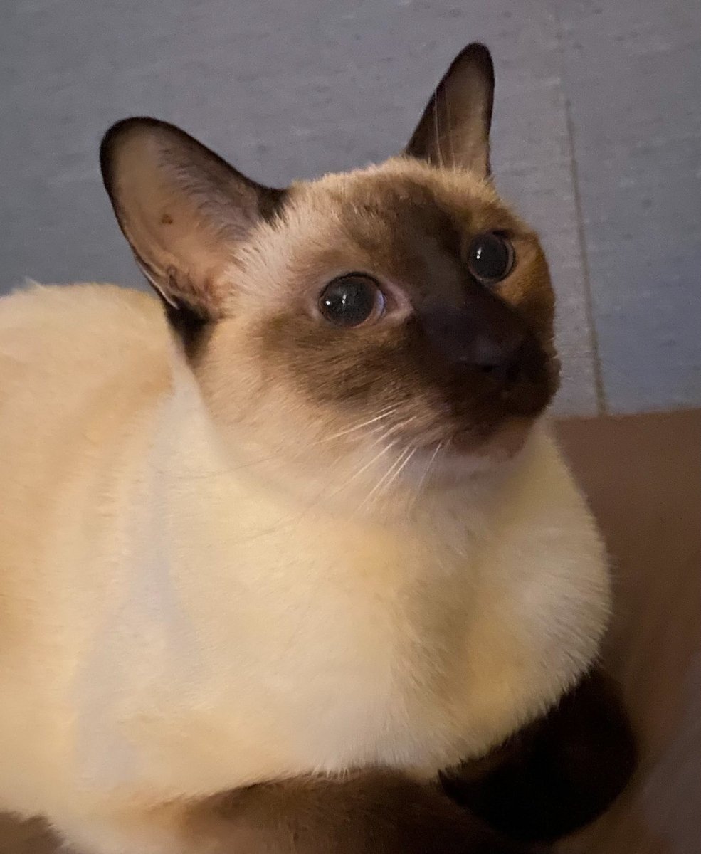 TeddyB_cat's tweet photo. @MiaandManu Mom knows one *phew* https://t.co/hNUwMGkLfI
