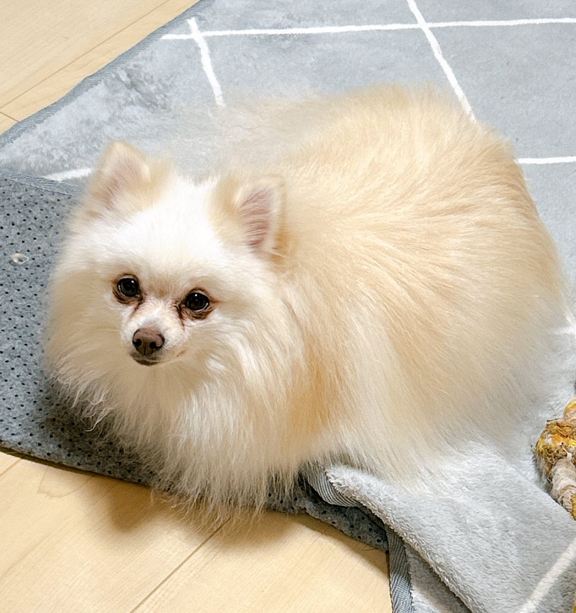 白いキツネだよって言ったら近所の小学生くらい騙せそう🐶 