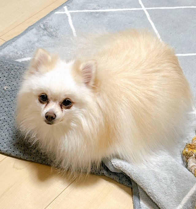 白いキツネだよって言ったら近所の小学生くらい騙せそう🐶 