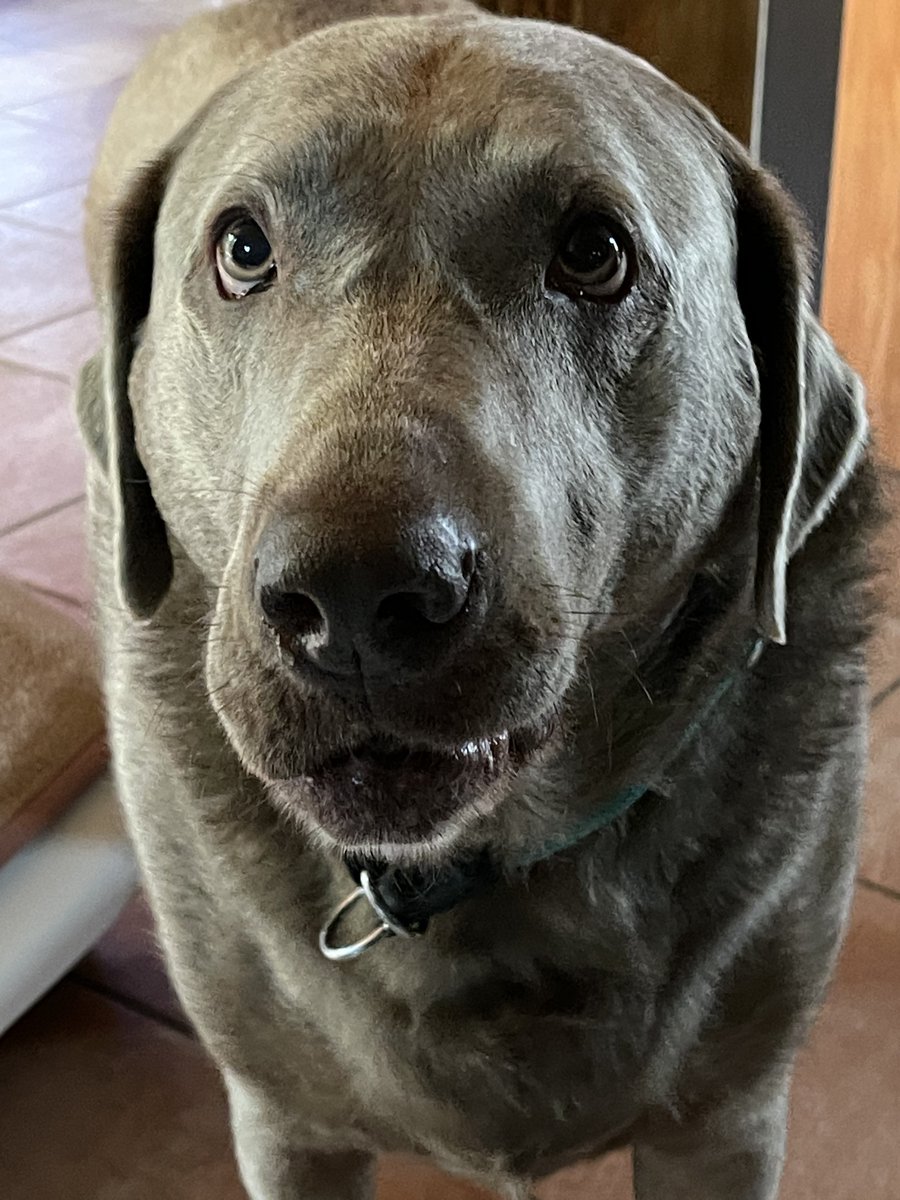 MickundLuna's tweet photo. @SullySlvrLabTX @EBialoski Hello 🤗 we would be very happy if you become a new friend of us 🧡🦊🐺🐶🐾 https://t.co/jgYi6QGpTS