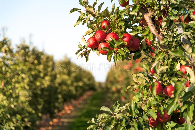 #Agronomist, let's discuss! What can we do to promote #apple growing in Rwanda? What are factors hindering #farmers countrywide to engage in its production?  @jcniyomugabo

#Healthyfood #ZeroHunger #Applegrowing