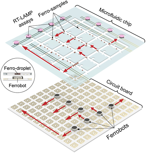 SulisTechnology's tweet photo. Ferrobot Swarms for Rapid Viral Testing

At the University of California Los Angeles, scientists have developed a handheld lab kit that can conduct automated pooled testing for viral diseases, including COVID-19. The technology consists of a microfl…
https://t.co/nZdUsemYta https://t.co/WZcLVoR8nS