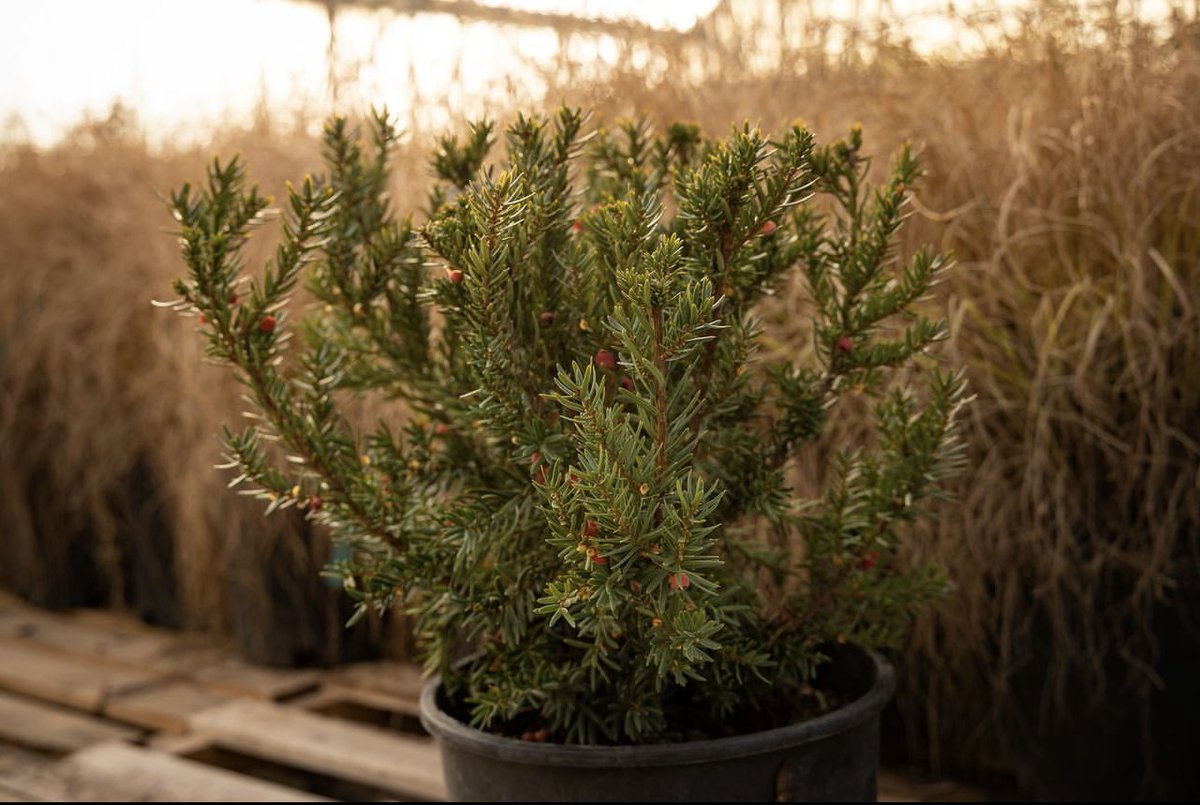 LandscapeHubInc's tweet photo. The holidays are upon us ❄️ 

Add fresh greens  to amplify your holiday decor 🌲😍

📸 Densiformis' Yew is an evergreen shrub that bronzes in the winter

📍Progressive Plants - Copperton, UT

Shop now 👇
🔗 https://t.co/2bUmqnPgoQ https://t.co/TNzOB31Ejc