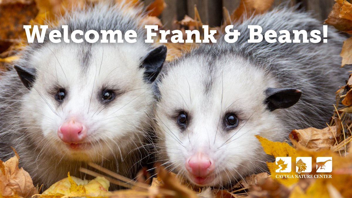 Meet Frank &amp; Beans! Thank you to everyone who helped make the impossible "opossum-able" by helping us choose the names for our new opossum animal ambassadors! Come see Frank &amp; Beans in their new exhibit in the courtyard in spring 2023! cayuganaturecenter.org/animal-profile…