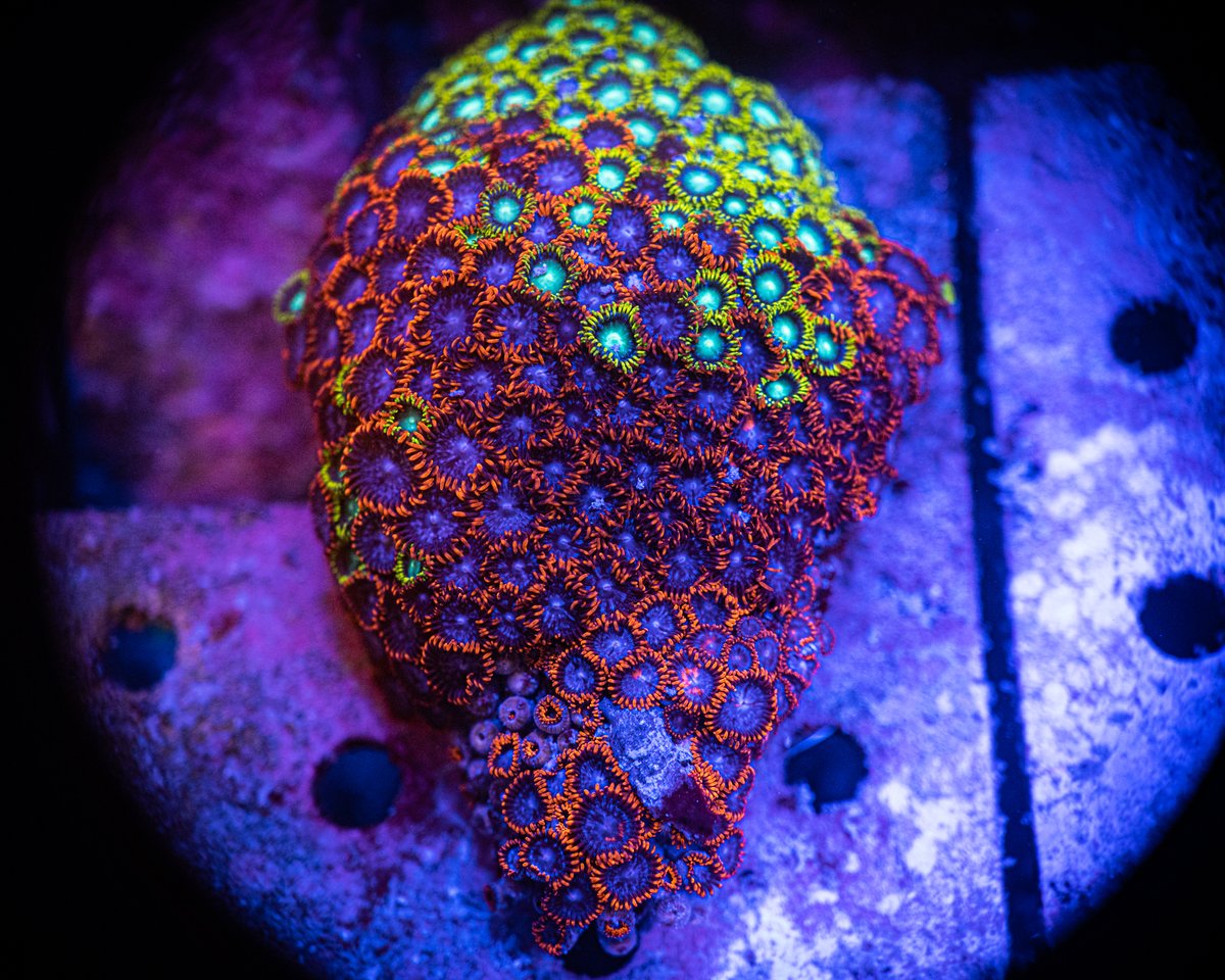 ReefChasers tweet picture