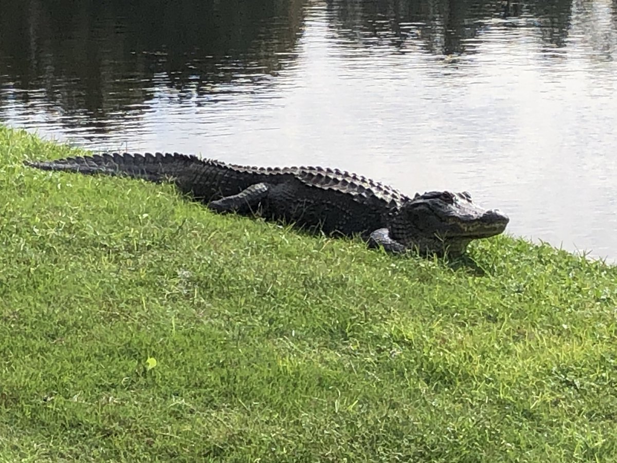 An 8-footer soaking up some sun on a chilly day on the #Island Course at ⁦@Innisbrook⁩