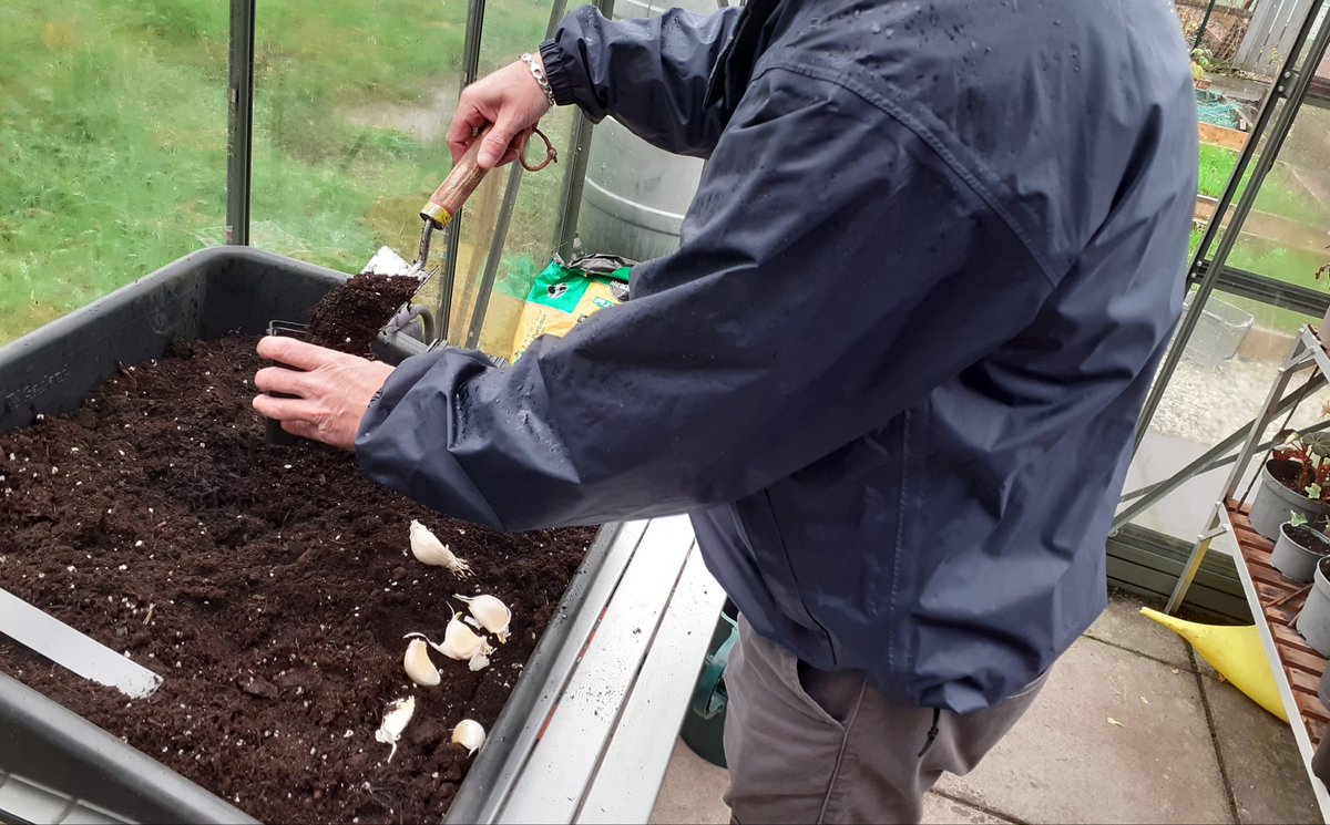 GardenSacro's tweet photo. We're starting our garlic off in pots of compost as we like how it gets robust root growth going before planting out next year! @growandlearn #garliccloves #solentwight https://t.co/ON38k1FNEc