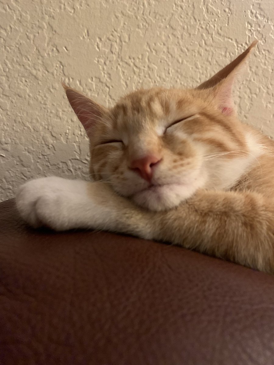 LevadPatrick's tweet photo. @DHB_NFT …you’d never know that he will claw your feet through 3 blankets at 4:00am. https://t.co/QsfKpfvuKJ