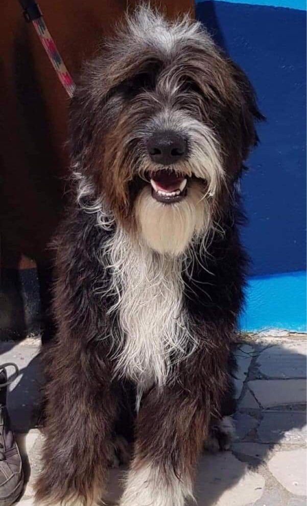 Im BOBBY &amp; under 2 yrs old. Im s  Beardy collie cross 🖤
Im looking for a home with an experienced family 
I have done some obedience training 😁
I don’t like people pulling me about by my collar as it hurts &amp; I get afraid. I'm looking for a home, please can twitter retweet me 🙏