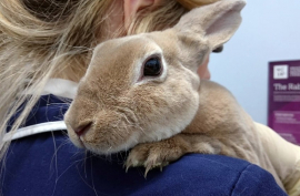 [Read] The Department of Agriculture, Land Reform and Rural Development (DALRRD) has confirmed the outbreak of Rabbit Hemorrhagic Disease (RHD) in the Western Cape and Norther Cape provinces tinyurl.com/mrx4sbck