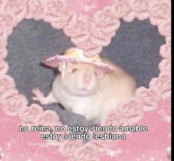 gatitos shitposting (@gatito_shitpost) on Twitter photo 