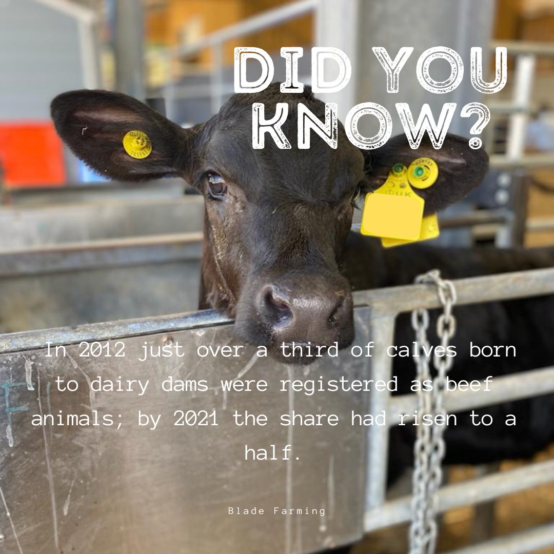GamechangerFarm's tweet photo. Friday Fact
@AHDB_Dairy @NFU_Dairy
#GBCalfWeek #businessofbeef #bladefarming #bladerearing #integratedbeef https://t.co/BVdqu9U686