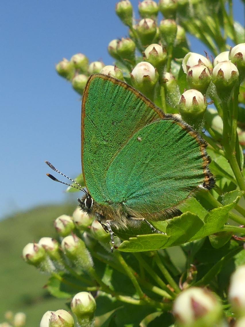 Wild_NEScot's tweet photo. I have absolutely no idea how it works, and it's all bit intimidating but I do have a vague presence @WildNEScot@mastodon.social if anything goes really badly here. If you find the Green Hairstreak, that's me. #mastodon #socialstuff https://t.co/rDkxTO68kz