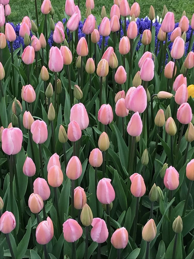 300moods's tweet photo. tulip fields 🌷 https://t.co/iMMQq8KAc7