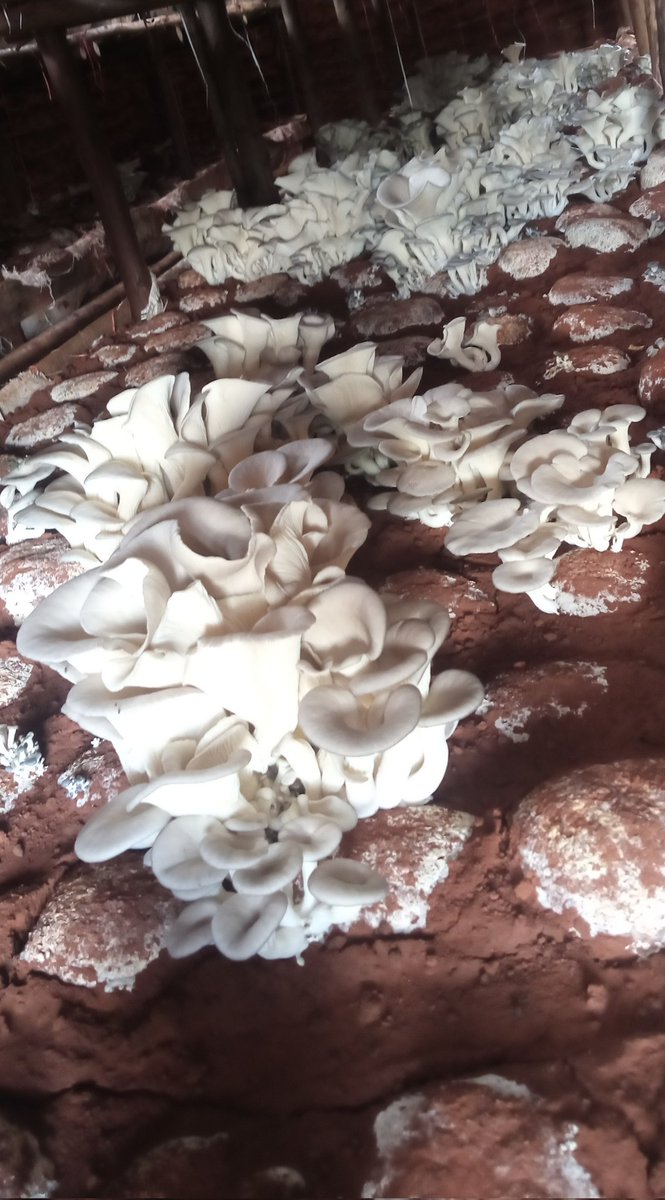 cocide21's tweet photo. Ce 17/11/2022, la récolte des champignons continue à notre champignonnière de #Tenga.
Parallèlement, le développement du mycélium dans les bottes est très satisfaisant.
@UEauBurundi ,@UNICEF_Burundi https://t.co/fkgEk3PWKu