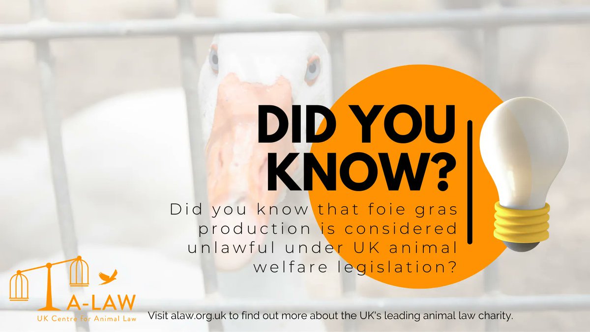 Whilst foie gras production is unlawful under UK legislation, it is still legal to import foie gras, and the UK imports approx. 200 tonnes of foie gras annually. Read about the welfare implications in a recent article by <a href="/_Eugenieduval/">Eugénie Duval</a> lecturer in law: buff.ly/3TDvDy8