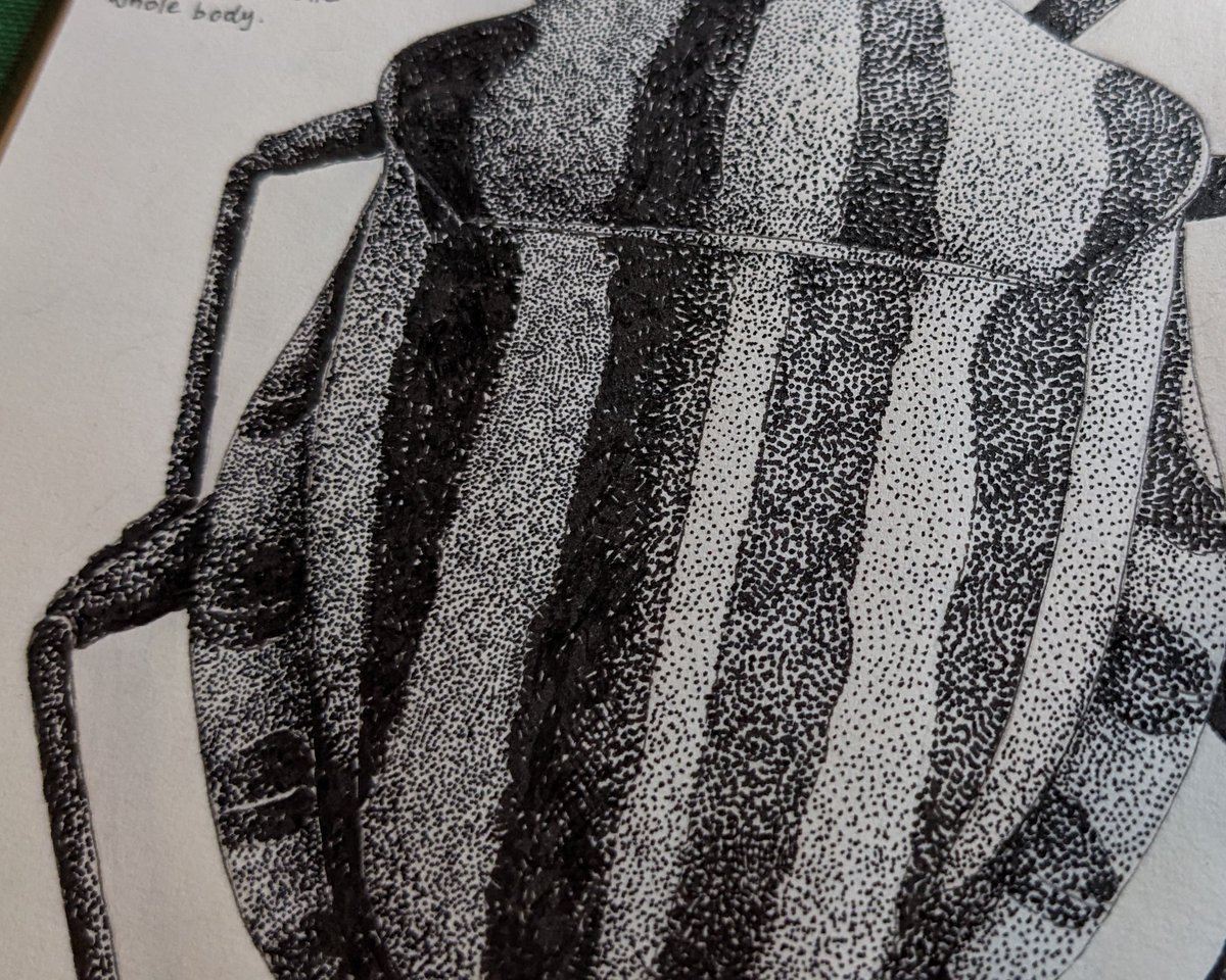 strandlined's tweet photo. Close-ups... these definitely look better in real life, the ink seems to reflect the light way too much in pictures!
#art #illustration #shieldbugs #hemiptera #entomology #graphosoma https://t.co/hb30rLVK1G