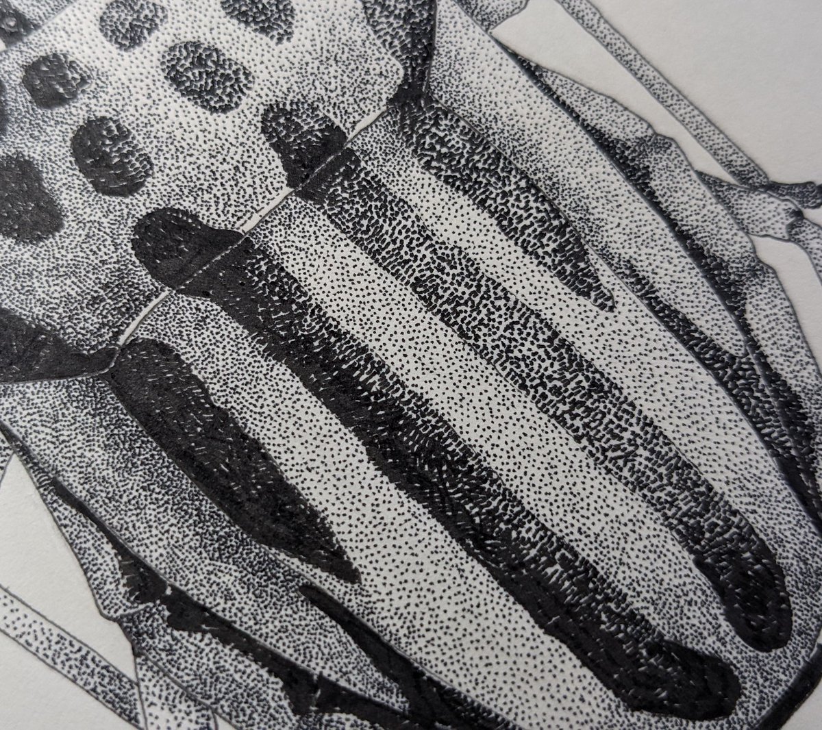 strandlined's tweet photo. Close-ups... these definitely look better in real life, the ink seems to reflect the light way too much in pictures!
#art #illustration #shieldbugs #hemiptera #entomology #graphosoma https://t.co/hb30rLVK1G