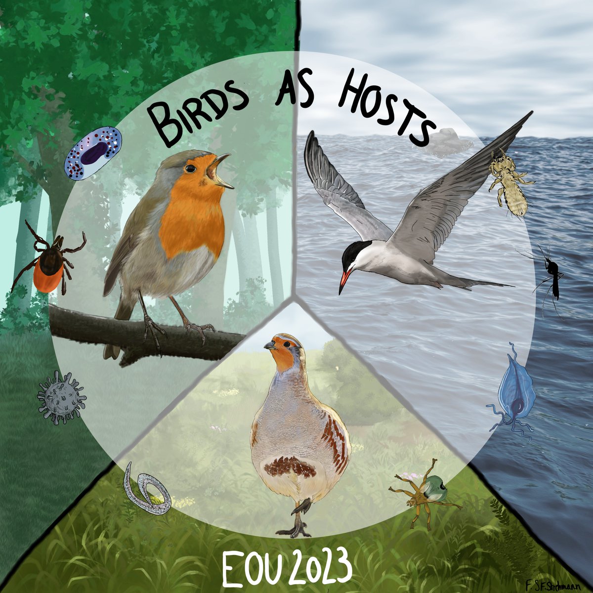 EOU 🐦 (@eounion) on Twitter photo Interested in #ornithology & #diseaseecology?
#EOU2023 has a symposium for you:
"Understanding #birds as #hosts: #ecology, #physiology, & #populationdynamics in times of #globalchange” w/ <a href="/finjastrehmann/">Finja Strehmann</a> & <a href="/kevazingo/">Kevin Matson 🐩 🐦 🦜🐕</a>
Submit abstract before 15 Jan 2023.
eou2023.event.lu.se/programme/symp… Interested in #ornithology & #diseaseecology?
#EOU2023 has a symposium for you:
"Understanding #birds as #hosts: #ecology, #physiology, & #populationdynamics in times of #globalchange” w/ <a href="/finjastrehmann/">Finja Strehmann</a> & <a href="/kevazingo/">Kevin Matson 🐩 🐦 🦜🐕</a>
Submit abstract before 15 Jan 2023.
eou2023.event.lu.se/programme/symp…
