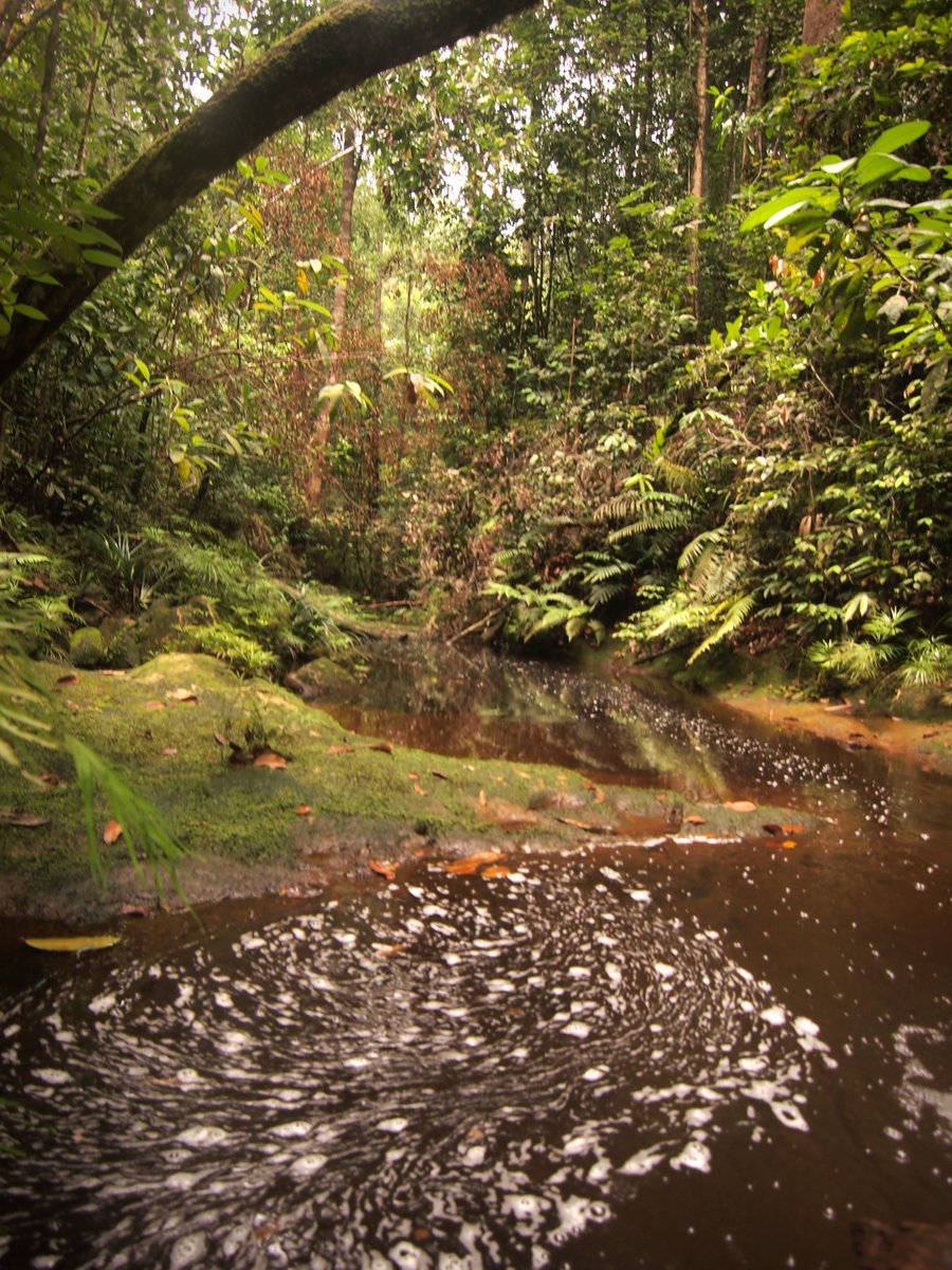 Giaco Sellan (@giacosellan) on Twitter photo Are you passionate about #tropical rain forest ecology? Botany? Soil Science? Check this amazing #PhDposition studying Bornean forest multifunctionality with a super team: Jill Thompson, <a href="/Rosenburgh/">Angus Rosenburgh</a> , <a href="/francisbrearley/">Francis Brearley</a>, Rolando Robert and me.
findaphd.com/phds/project/e… Are you passionate about #tropical rain forest ecology? Botany? Soil Science? Check this amazing #PhDposition studying Bornean forest multifunctionality with a super team: Jill Thompson, <a href="/Rosenburgh/">Angus Rosenburgh</a> , <a href="/francisbrearley/">Francis Brearley</a>, Rolando Robert and me.
findaphd.com/phds/project/e…