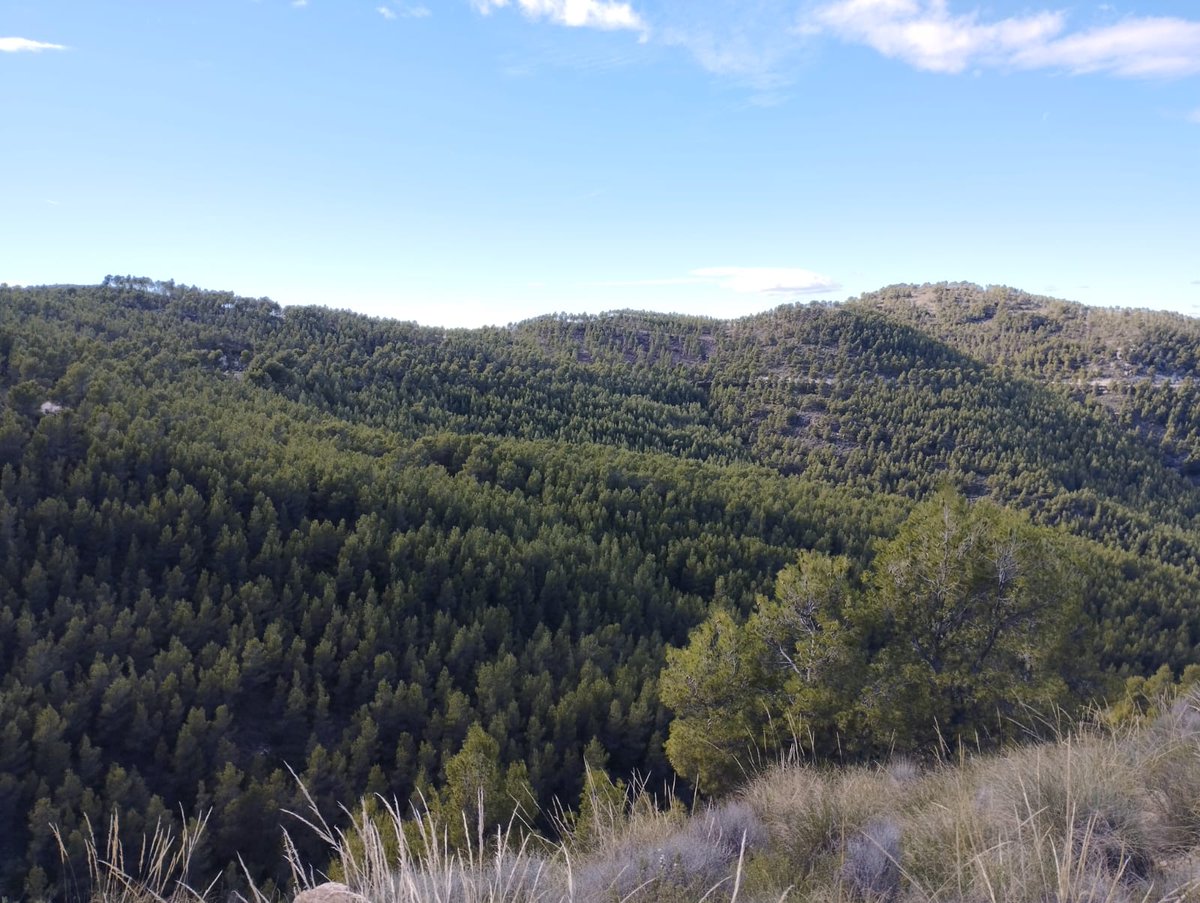 Visita final al proyecto🪵 <a href="/biomasmur/">Grupo Operativo Biomasmur</a> 🪵 para la dinamización del uso de la biomasa en la Región de Murcia, mediante la aplicación de herramientas Innovadoras en el Sector de la Energía. Interesante visita a la Sierra de la Pila.🌲🌲
<a href="/RM_Agua/">Consejería de Agua, Agricultura, Ganadería y Pesca</a> <a href="/EIPAGRI_SP/">EIP-AGRI Support Facility</a> @redrunacional