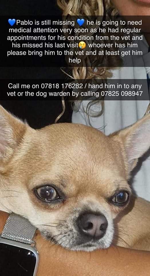 MissingPetsGB's tweet photo. #findPablo https://t.co/EiQ6xInR7R