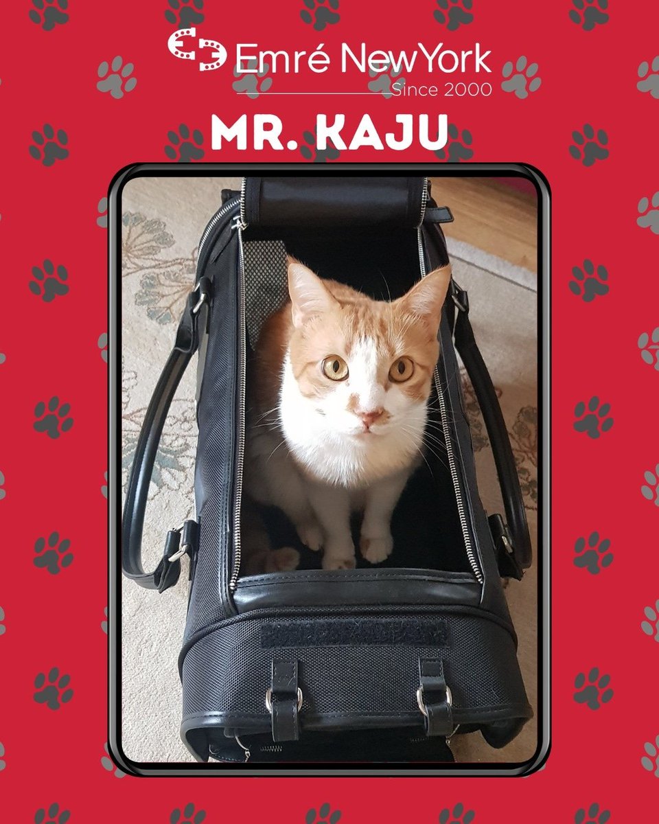 EMRENY's tweet image. 💫 Thank you Kaju's Mom for taking this photo of Kaju in his EmreNewYork pet carrier. Cats loved their EmreNewYork pet carrier. 

#EmreErturk
#emreerturkdesign
#emrenewyork
#emrenewyorkpetcarrier
#catcarrier
#cat 
#airlines 
#airlineapproved