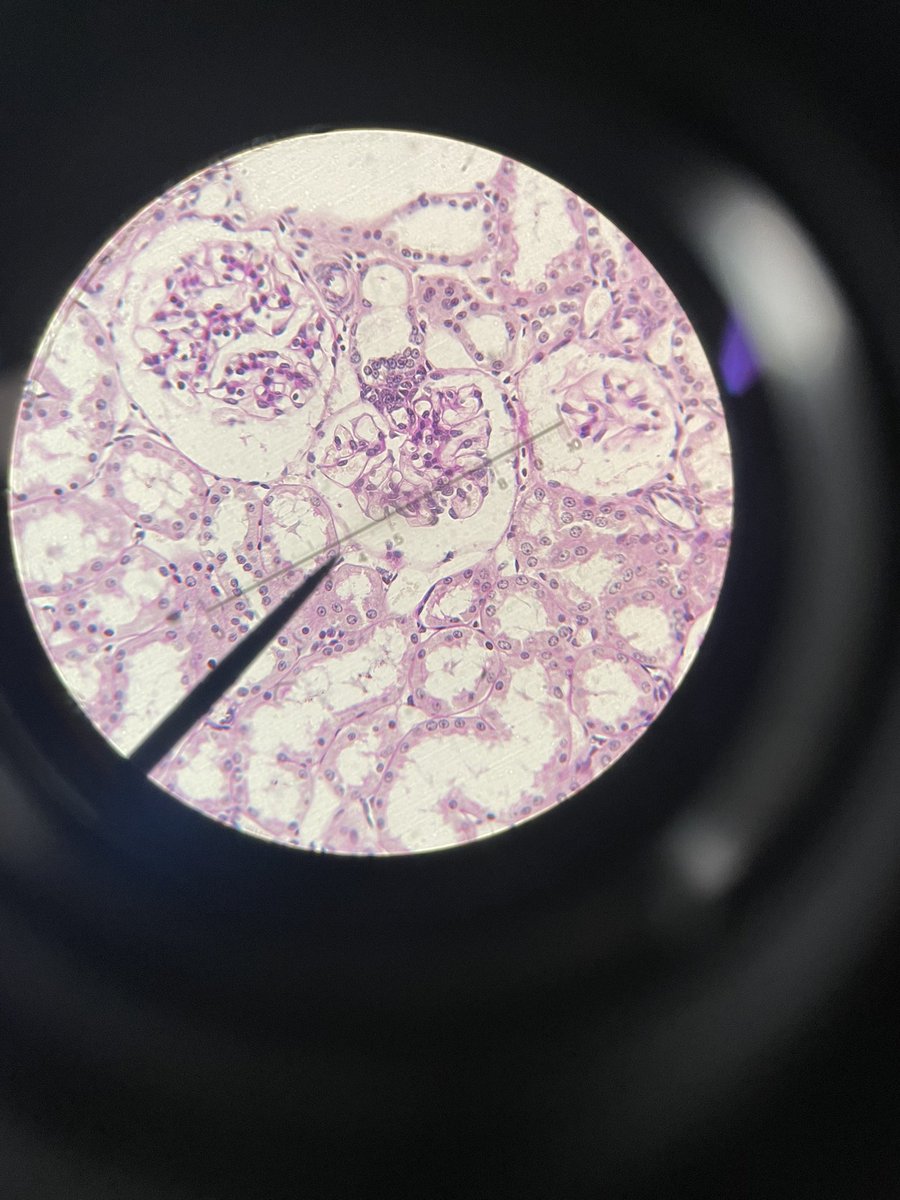 RLS Biology tweet media