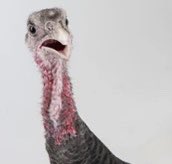 fancontrolled's tweet photo. At least take the turkey on a date first 🦃
#gueststarweek on @twitch https://t.co/FS8aGq8FnO