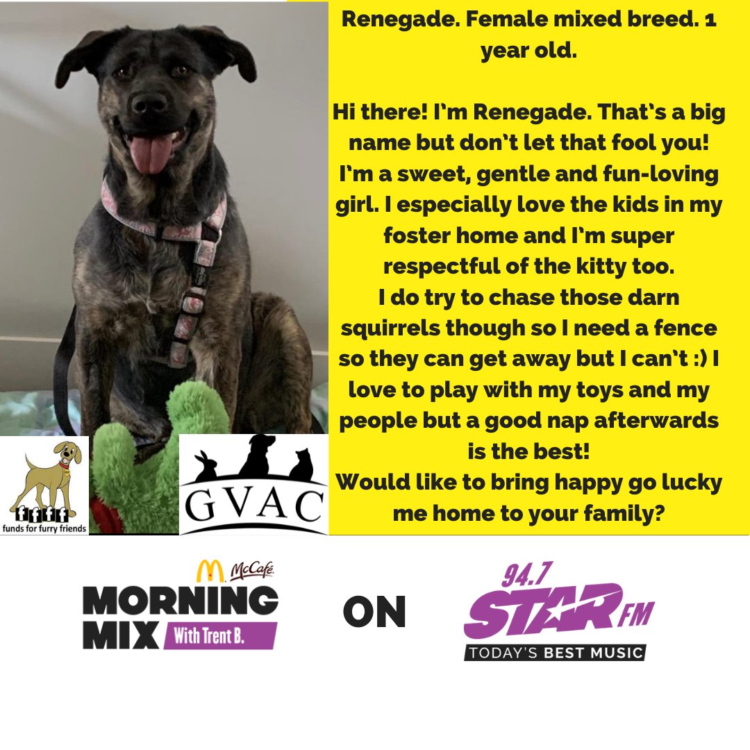 StarfmBrandon's tweet photo. THANK YOU to Grand Valley Animal Clinic for making this possible! You can find them HERE https://t.co/kE4Op4sGf1 and MORE adorable adoptables HERE https://t.co/Ly3oomKDaZ - Trent B - #BdnMB #STarFM https://t.co/TXC5fpH6BK