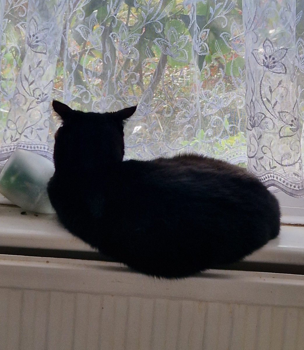 Fin, Misty and Angels H, B, L and T🌈 tweet media