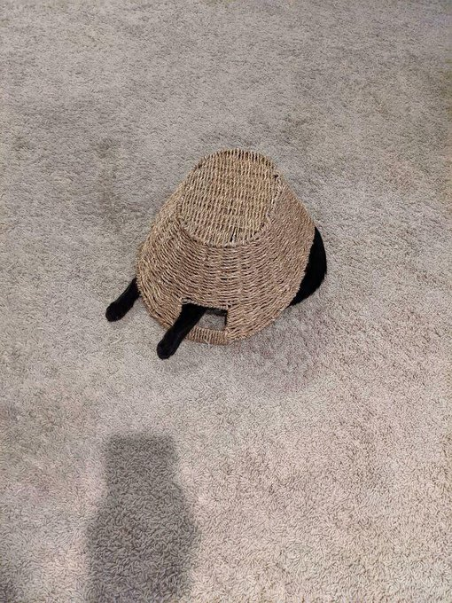 Thereisnocat_'s tweet photo. https://t.co/j2hiuMhL44