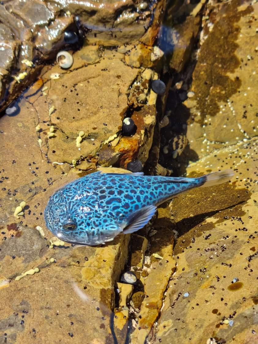 Lachlan Fetterplace tweet media