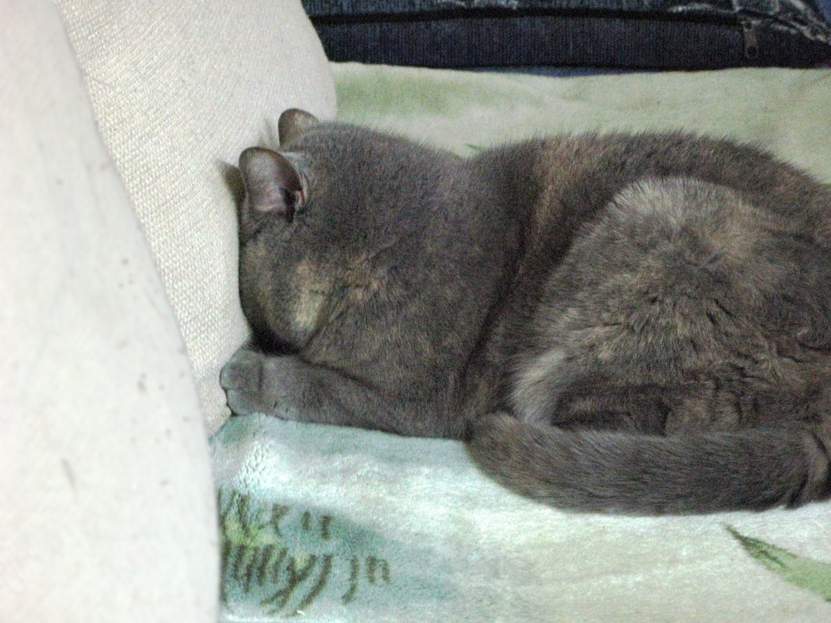 This picture of my cat displays my condition very well right now...