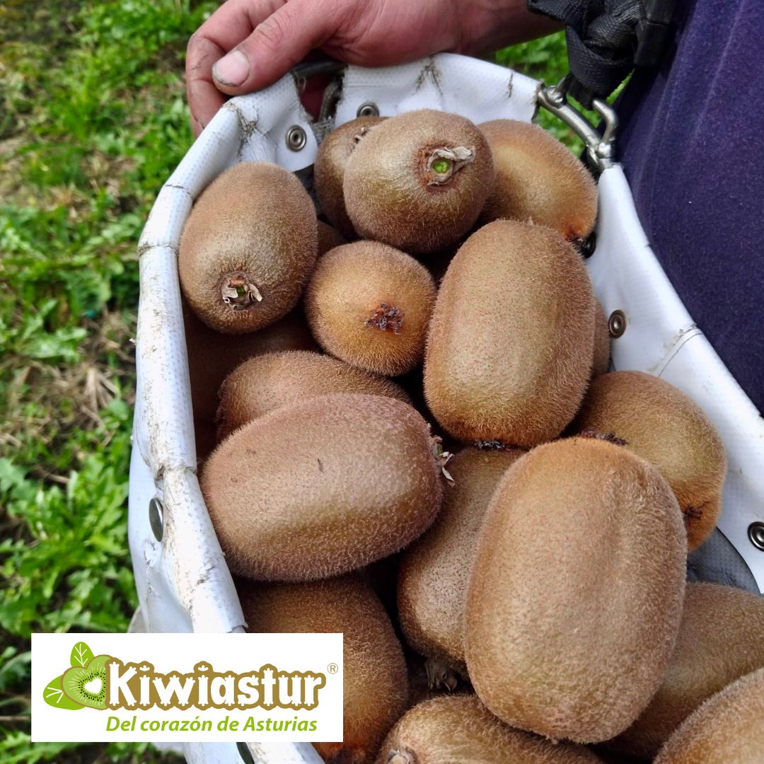 kiwiastur's tweet photo. Seguimos recogiendo 😅 en las fincas de KIWIASTUR 🥝🥝...

Lograr la mejor calidad siempre ha sido nuestro mayor reto y nuestra mayor satisfacción ☺️.

#kiwi #pravia #Peñaullán #DelCorazonDeAsturias #Agricultura #frutafresca #frutadetemporada #5aldía #almenos5aldía https://t.co/3psaCEkr1s