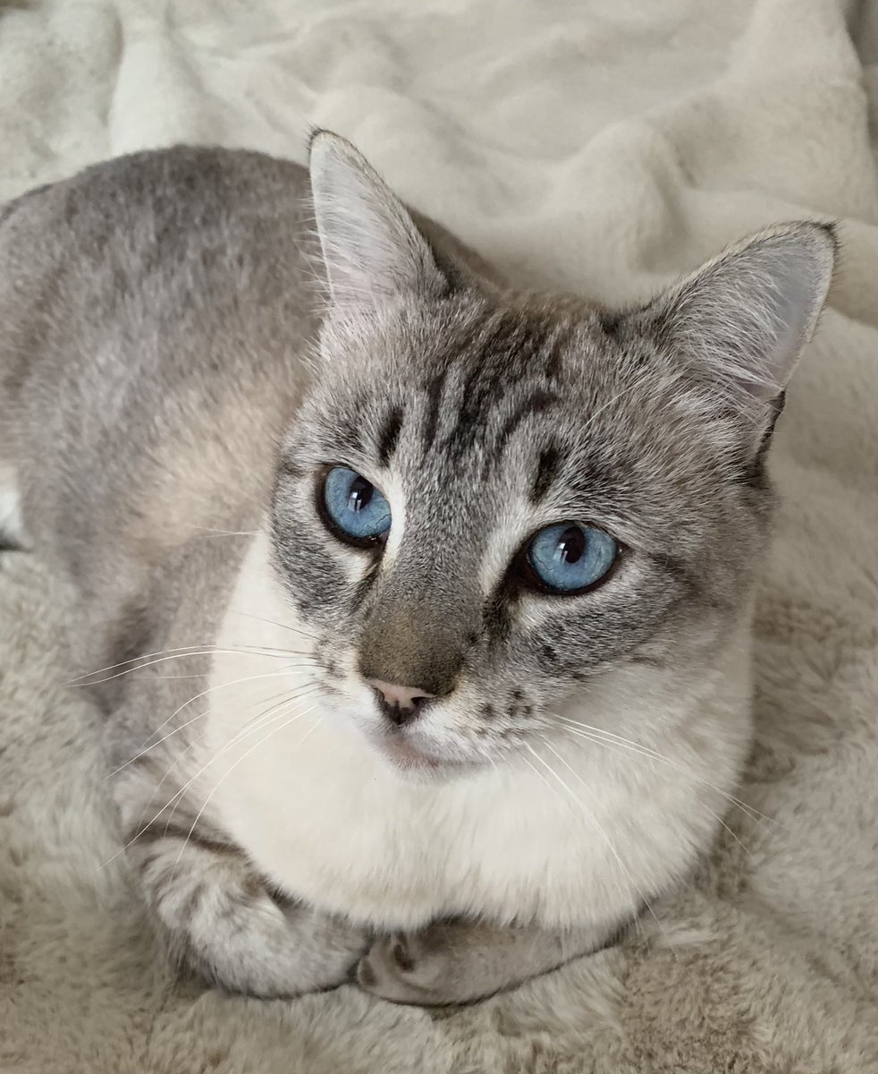 HarryandElvisC's tweet photo. Iโm having a nice relaxing day!
#harrycat #CatsOfTwitter #cats #BlueEyes #catlover #feralfurbaby https://t.co/7tlHjqJk9r