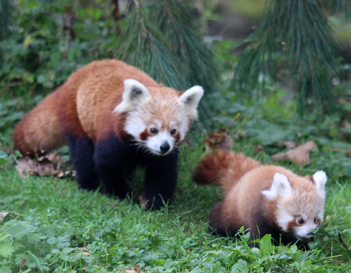 RedPandaEveryHr's tweet photo. https://t.co/uPgLCIcZWb