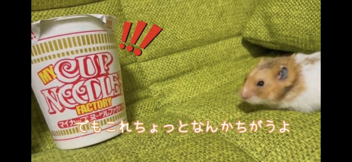 mochimalu_co_jp's tweet photo. やぁみんな！！久しぶりにやっとみんなの前に出られるぜっ✨
今回は特別なラーメンをご紹介するから楽しんで見てほしいなっ♪へへん♪🐹
↓
https://t.co/LIEgfymLm8

#もちまる　#YouTube ＃ラーメン https://t.co/CC2GcXyglJ