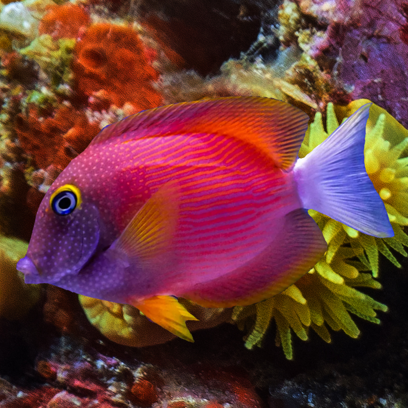 ReefChasers's tweet photo. 😍 Beautiful Tangs! 🐟
https://t.co/LuOQNFPcf1💦
#reefchasers #twospot #scopas #naso #tang #reef #reefjunkie #reefaddict #allmymoneygoestocoral #reeftank #saltwatertank #coral #coralreef #reefporn https://t.co/eppt3tWaKC