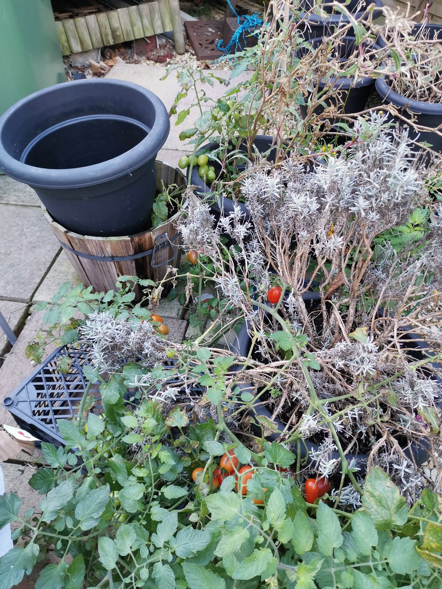 cryptic_3's tweet photo. @BBCGlos no cactus but lots of Christmas tomatoes 😊 https://t.co/BFbqhmdMbA