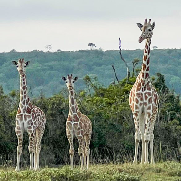 Territory, Inc. tweet media