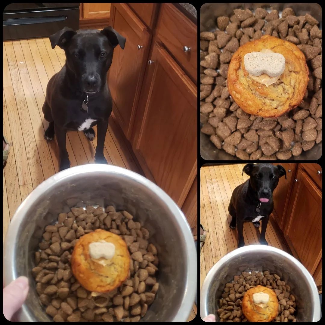 HappyHowiesInc's tweet photo. Happy belated birthday, Brody!
***
#repost Happy Birthday, Brody! #brodygivens #ourrescue #gotcha #labrabull #savinggraceanimalrescue #whorescuedwho #4thbirthday #doggiebirthday #celebrate #celebratebig #pupcakes #tearribles #happyhowies ( #📷 @jgivens75 ) https://t.co/fXnmYjxXWY