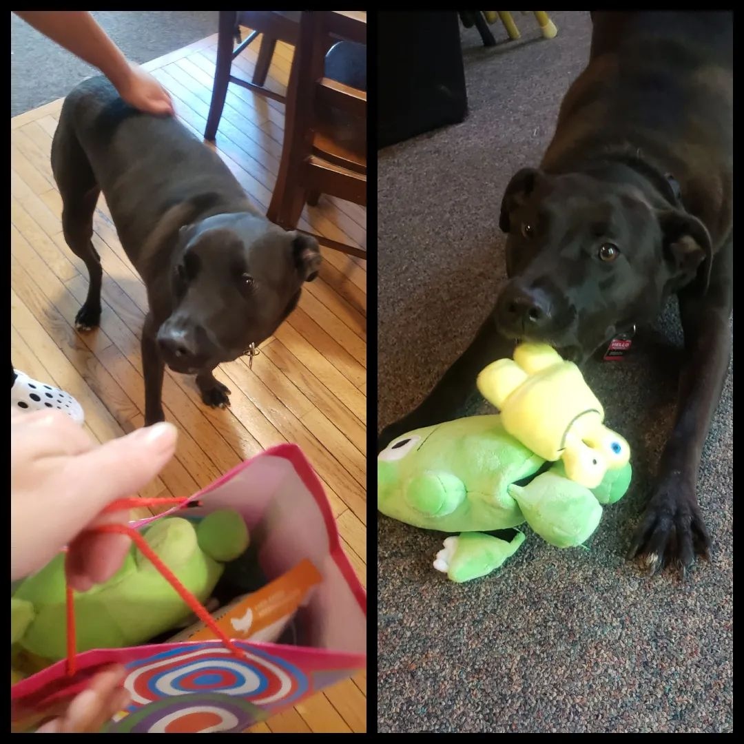 HappyHowiesInc's tweet photo. Happy belated birthday, Brody!
***
#repost Happy Birthday, Brody! #brodygivens #ourrescue #gotcha #labrabull #savinggraceanimalrescue #whorescuedwho #4thbirthday #doggiebirthday #celebrate #celebratebig #pupcakes #tearribles #happyhowies ( #📷 @jgivens75 ) https://t.co/fXnmYjxXWY
