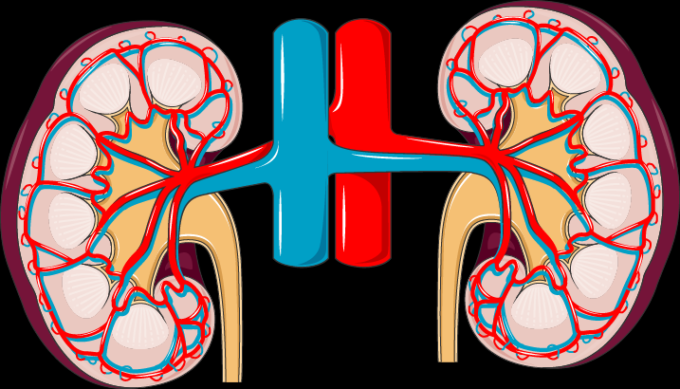 BiblioEASP's tweet photo. #Produccioncientifica @EASPsalud Mild-to-Moderate #KidneyDysfunction and Cardiovascular Disease: Observational and Mendelian Randomization Analyses @dafinapetrova #EASPdivulga https://t.co/1iDra4ZDhG https://t.co/bk5eqkQrBU