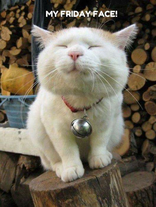 Tweet by Michigan VMA