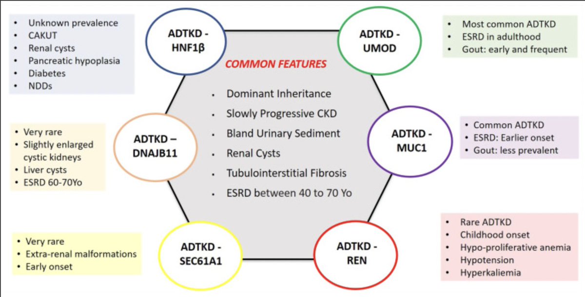 Autosomal Dominant #Tubulointerstitial Kidney Disease: An Emerging Cause of Genetic #CKD

doi.org/10.1016/j.ekir…

#KIRReview