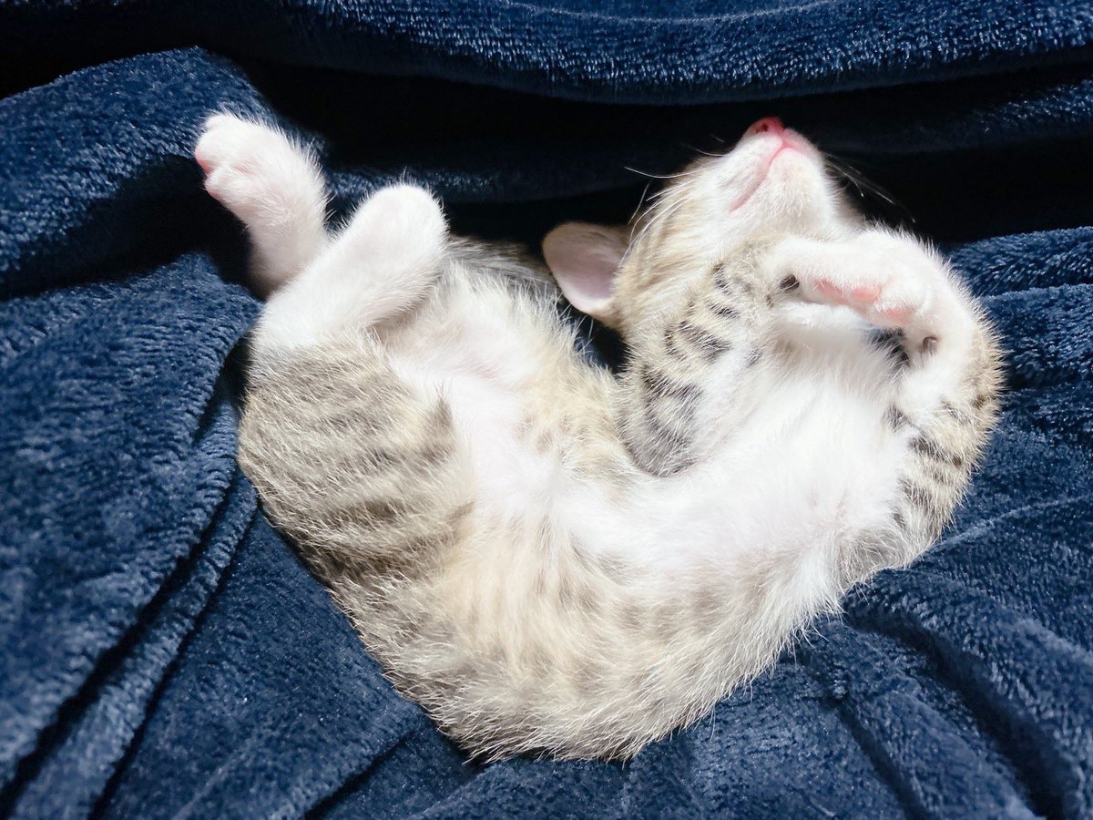 aa_770077's tweet photo. 軟体動物 https://t.co/YRVxCFaR2Q