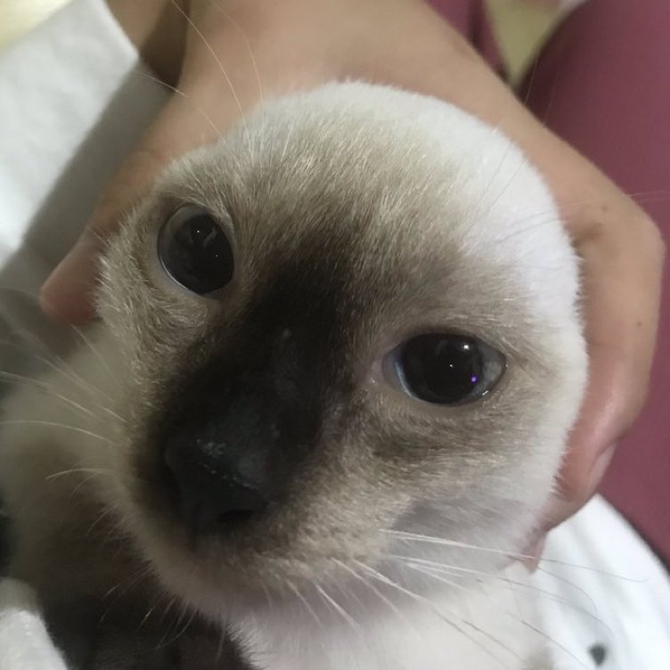 CatsHeld's tweet photo. https://t.co/iK9oiBkzXw