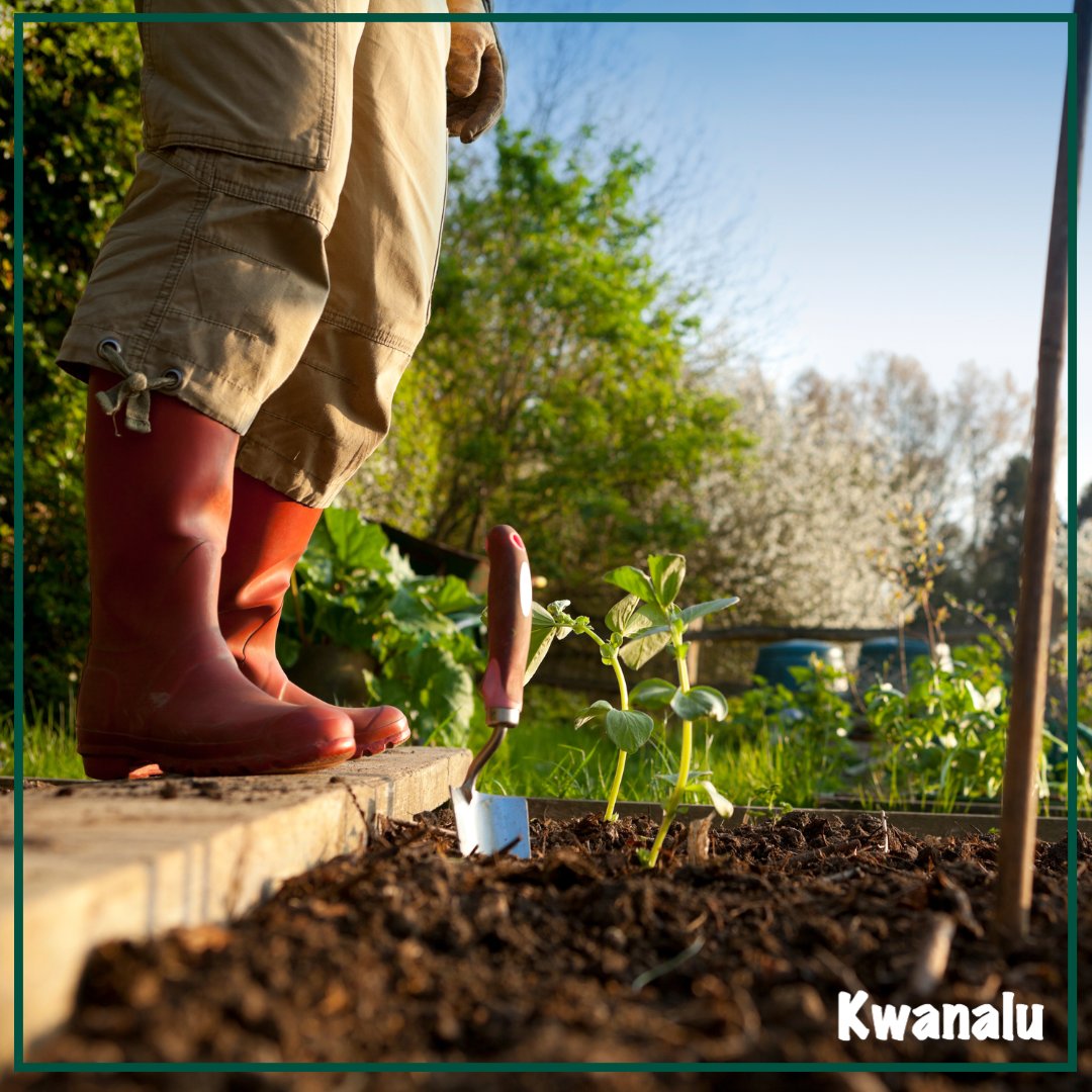 Kwanalu1's tweet photo. A panel of experts from the @DALRRDgov_ZA, @AgriSA1904 & @StatsSA stated that the greatest threat to #foodsecurity in #SouthAfrica is the lack of #subsistencefarming. Read more here: https://t.co/OTHHrmuhjD https://t.co/wnApA0jyzP